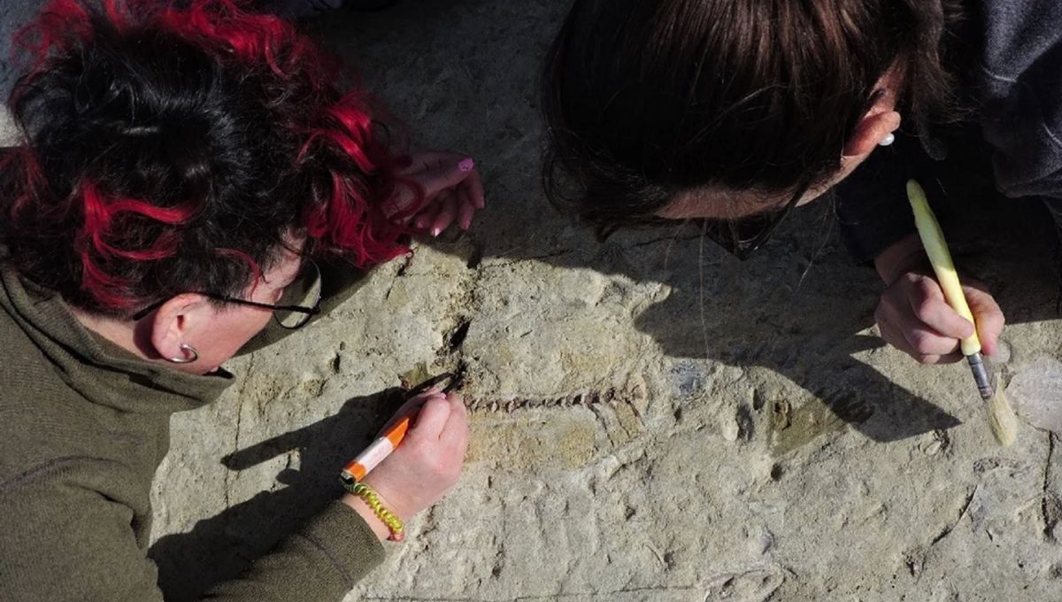 Increíble descubrimiento: hallaron restos de un pez que vivió hace 10 millones de años en Chubut.