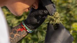 El cannabis medicinal como una industria con proyección.