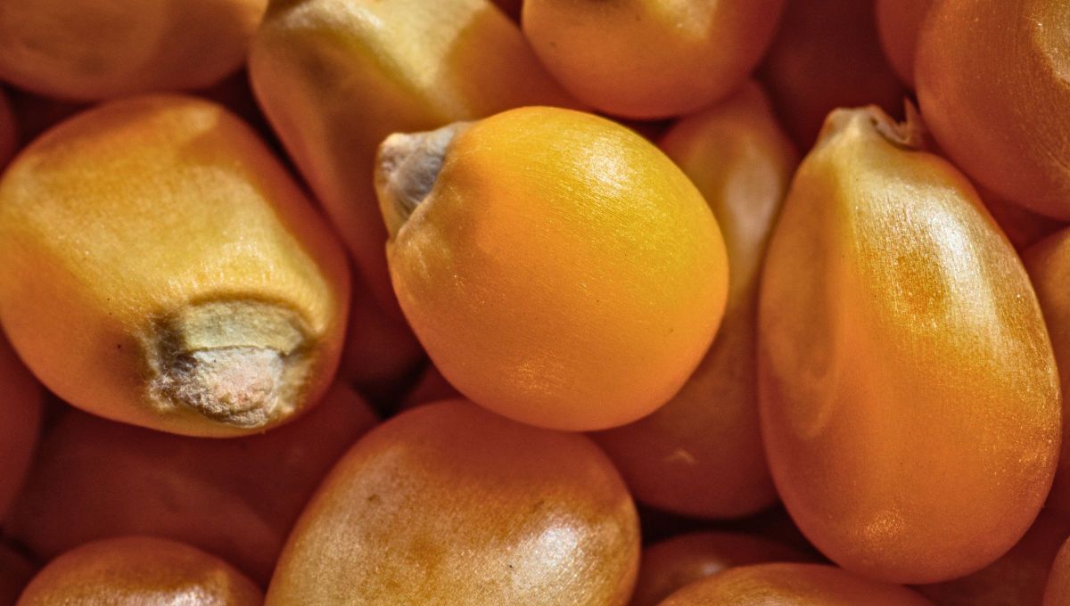 Si tienes en casa ma&iacute;z pisingallo vencido, no lo tires. Dales un nuevo uso con esta idea.