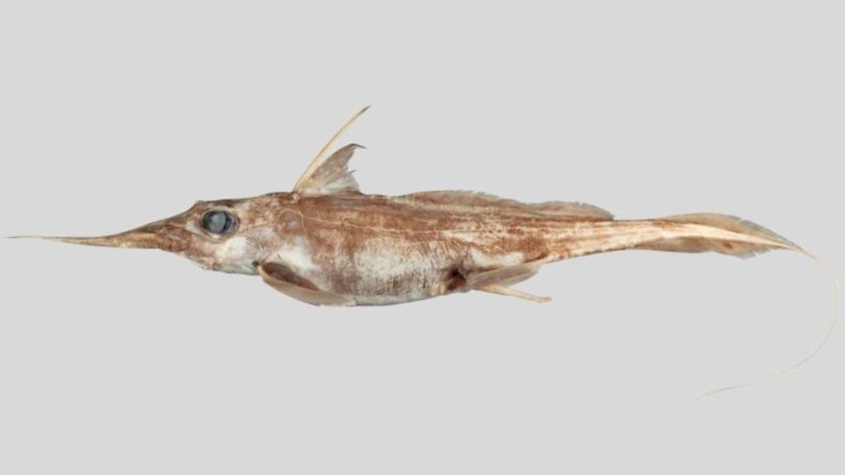 Descubrimiento de una nueva especie de tiburón fantasma en las aguas de Nueva Zelanda Descubrimiento de una nueva especie de tiburón fantasma en las aguas de Nueva Zelanda