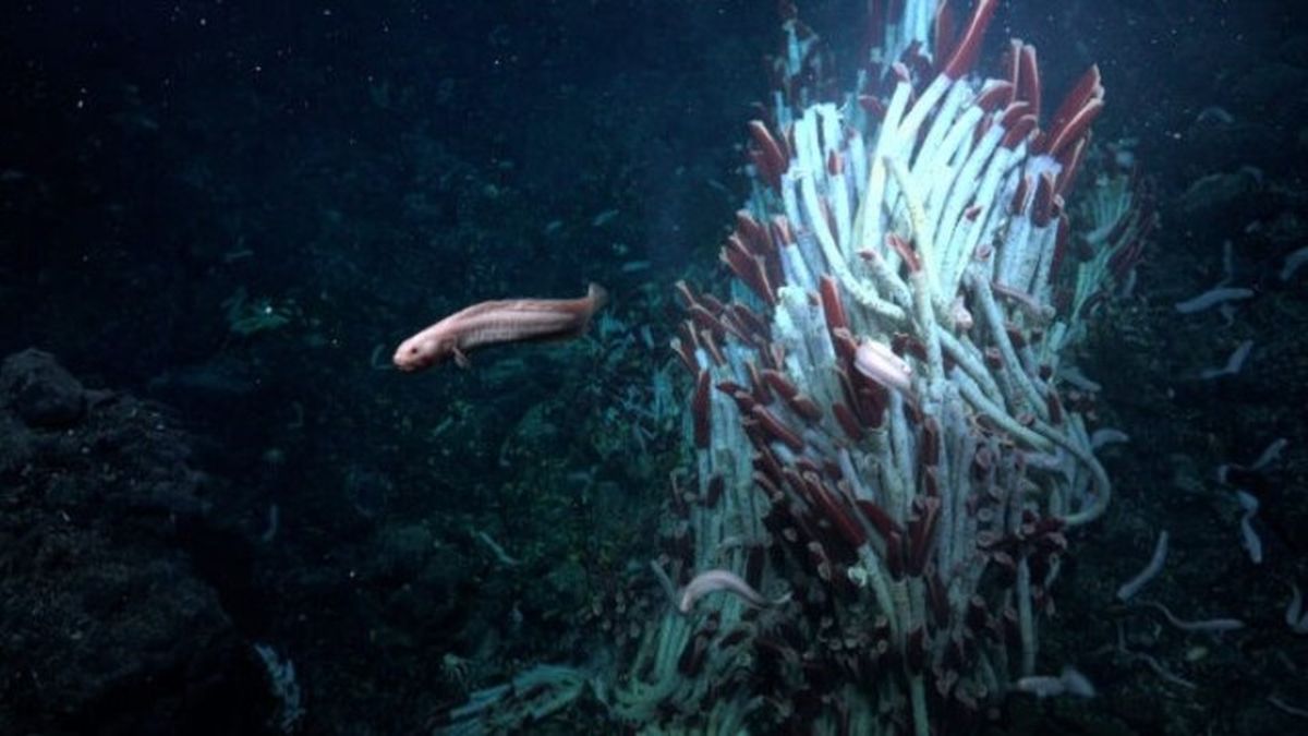 Descubrimiento de nuevos animales en el fondo del océano cambia a la vida como la conocemos Descubrimiento de nuevos animales en el fondo del océano cambia a la vida como la conocemos