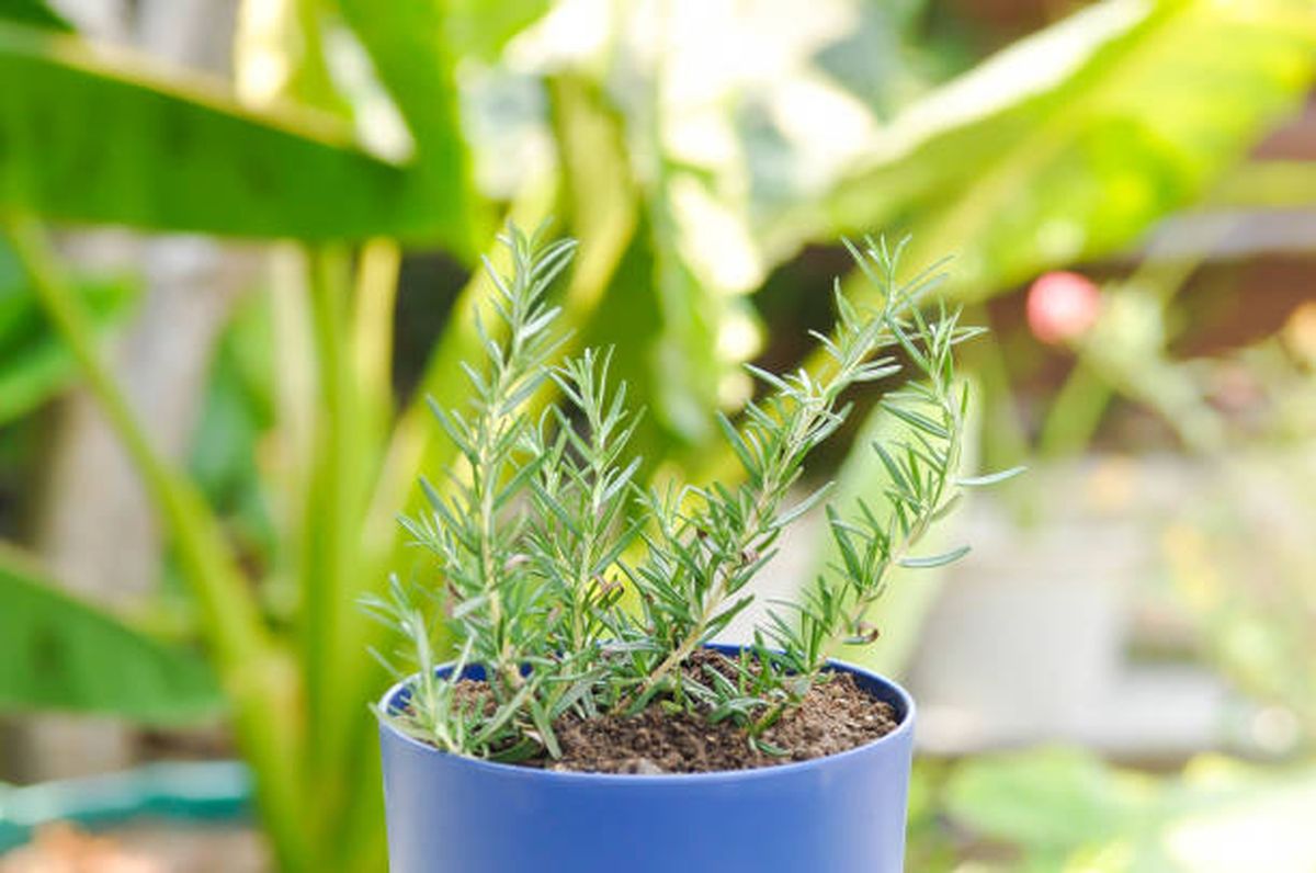 El romero tiene propiedades que benefician al cabello. El romero tiene propiedades que benefician al cabello.