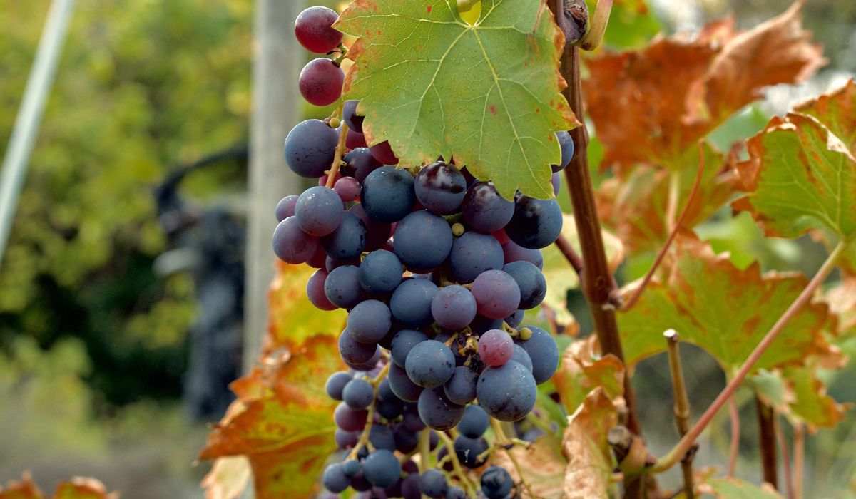 Productores calculan que la uva debería estar un 400% más cara que la temporada pasada. En un comunicado, viñateros pidieron precios que van desde los $115 a los $280. Bodegueros aseguran que esos valores son imposibles de trasladar a las góngolas.