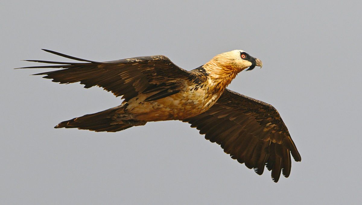 Pueden vivir hasta 40 años de edad. Pueden vivir hasta 40 años de edad.