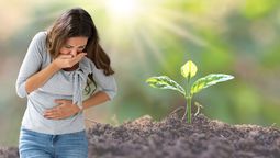 La planta que previene resfríos y evita las náuseas y vómitos