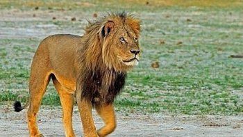 Un león mató a un guía en el mismo parque en el que cazaron a Cecil