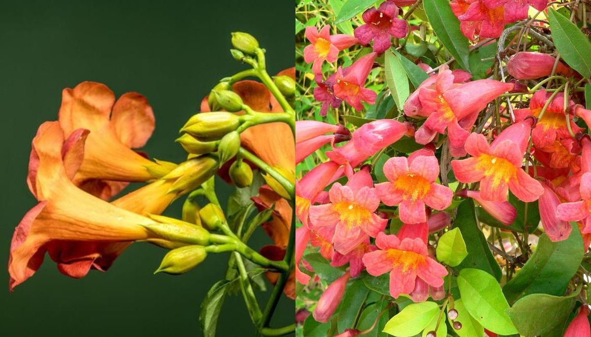 Esta planta tiene grandes flores y una importante densidad de follaje.