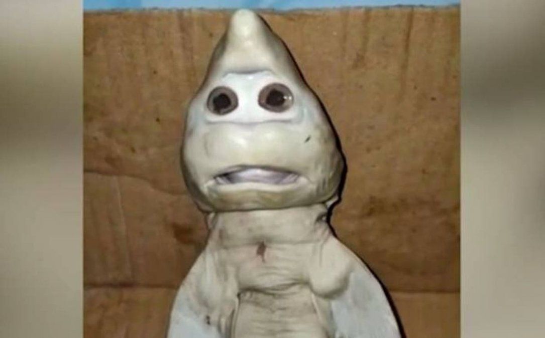 Sorprendente hallazgo. Pescó un tiburón mutante con cara de ser humano.