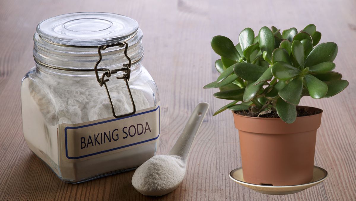 Árbol de Jade: ¿qué ocurre si le colocas una cucharadita de bicarbonato de sodio?