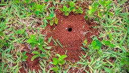 El jardín se llena de hormigueros y hormigas en la primavera y verano. El jardín se llena de hormigueros y hormigas en la primavera y verano.