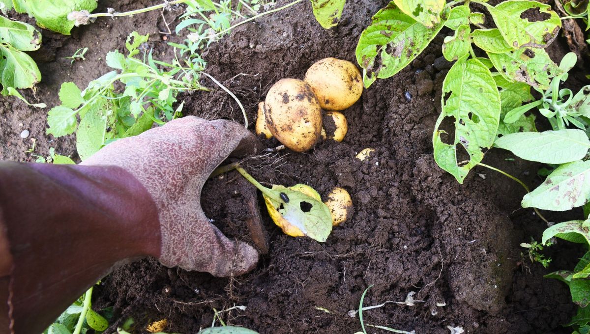 La papa es un alimento natural y sano con mucha historia de uso. La papa es un alimento natural y sano con mucha historia de uso. 