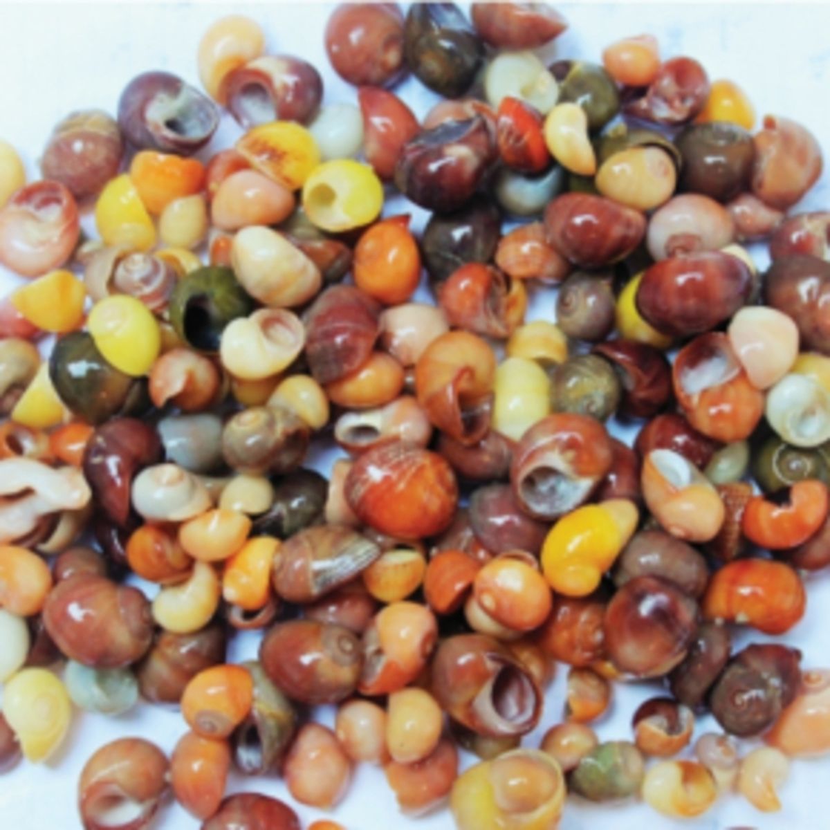 Las joyas encontradas.