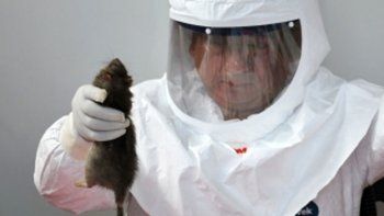La peste bubónica dejó cuarenta muertos en Madagascar y un centenar de infectados
