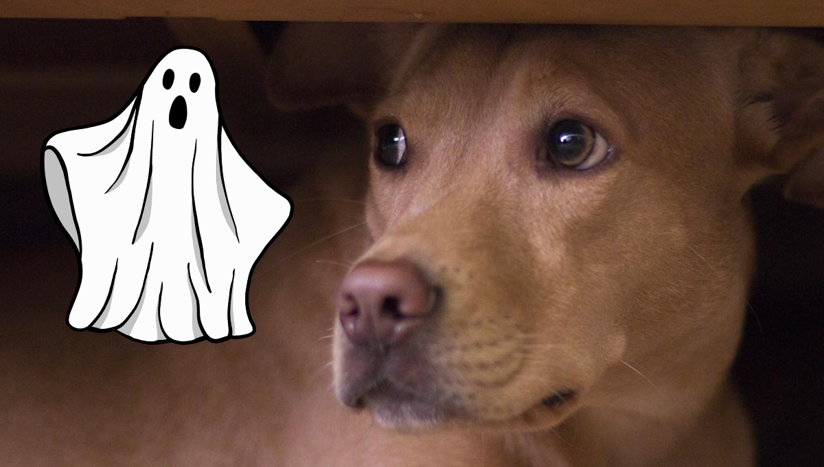 La ciencia veterinaria reveló si los perros ven fantasmas