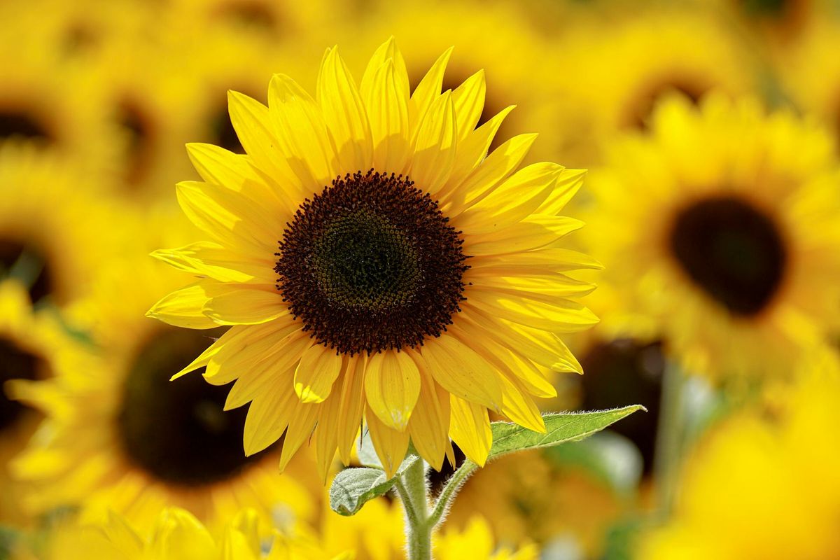 Cultiva girasoles en casa. Imagen: Pexels.