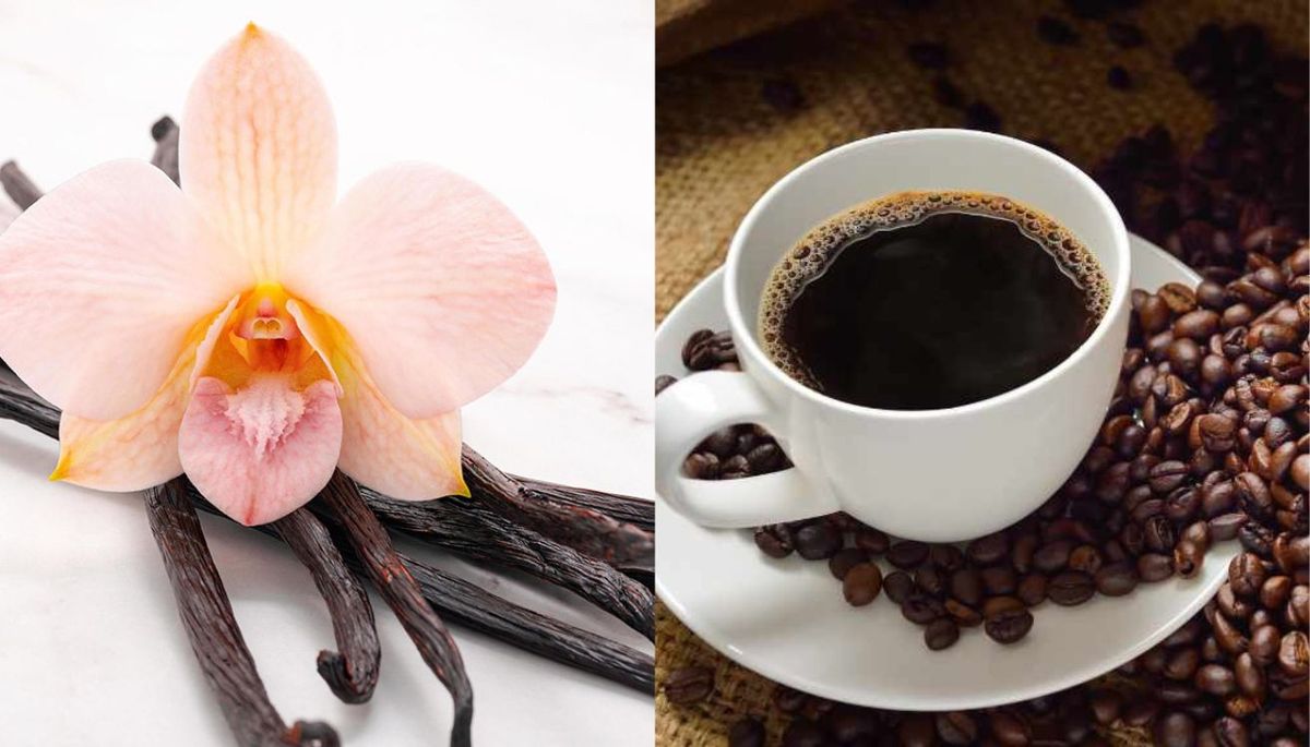 El aromatizante de vainilla y café dejará un aroma delicioso en casa. Imagen: Redacción Diario Uno El aromatizante de vainilla y café dejará un aroma delicioso en casa. Imagen: Redacción Diario Uno