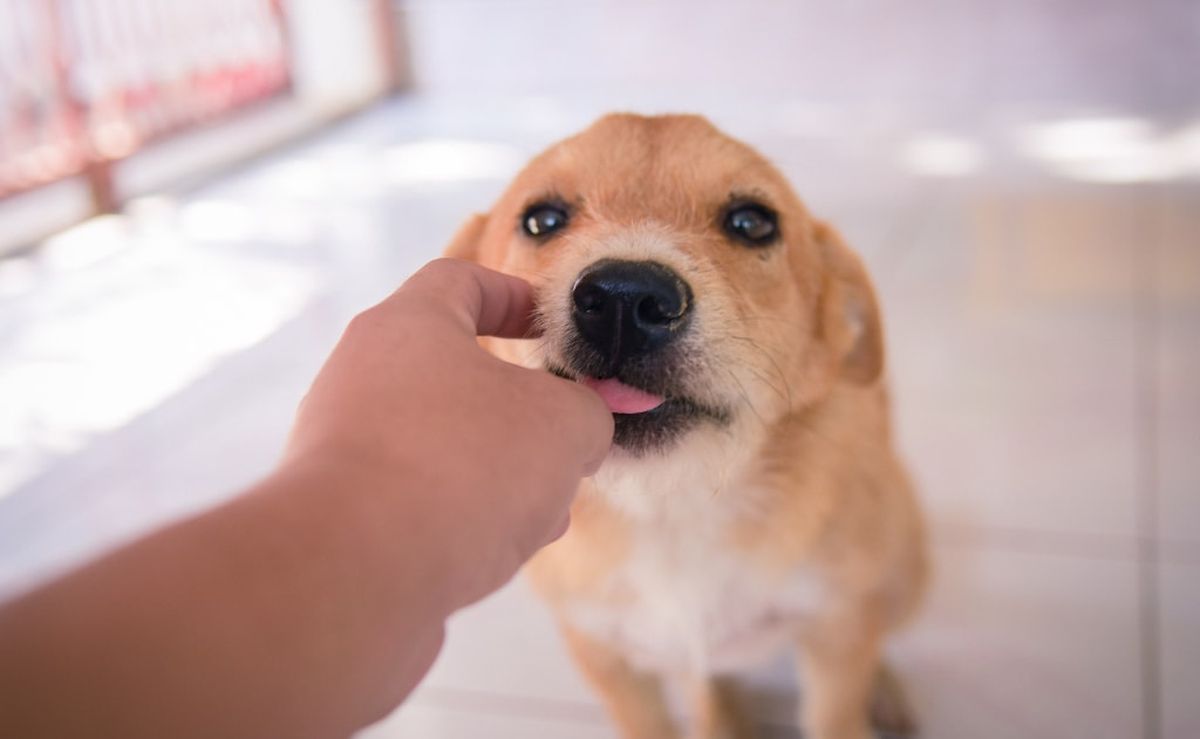 Este comportamiento es malinterpretado por muchos dueños. Este comportamiento es malinterpretado por muchos dueños.