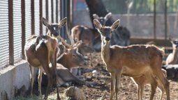 Ahora no tiene fecha definida la apertura del Ecoparque