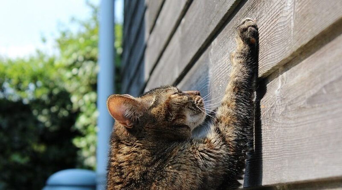 Misterio resuelto: esta es la razón por la que tu gato raya los muebles de tu casa Misterio resuelto: esta es la razón por la que tu gato raya los muebles de tu casa