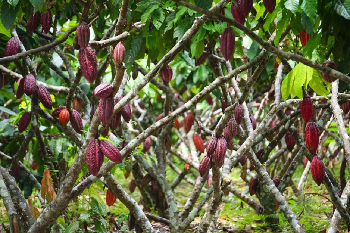 El cacao es una planta que se desarrolla bajo sombra.