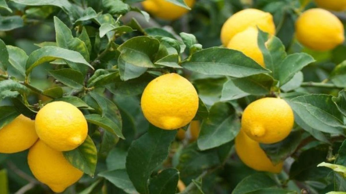 El &aacute;rbol limonero es uno de los m&aacute;s famosos y deseados en los jardines.&nbsp;