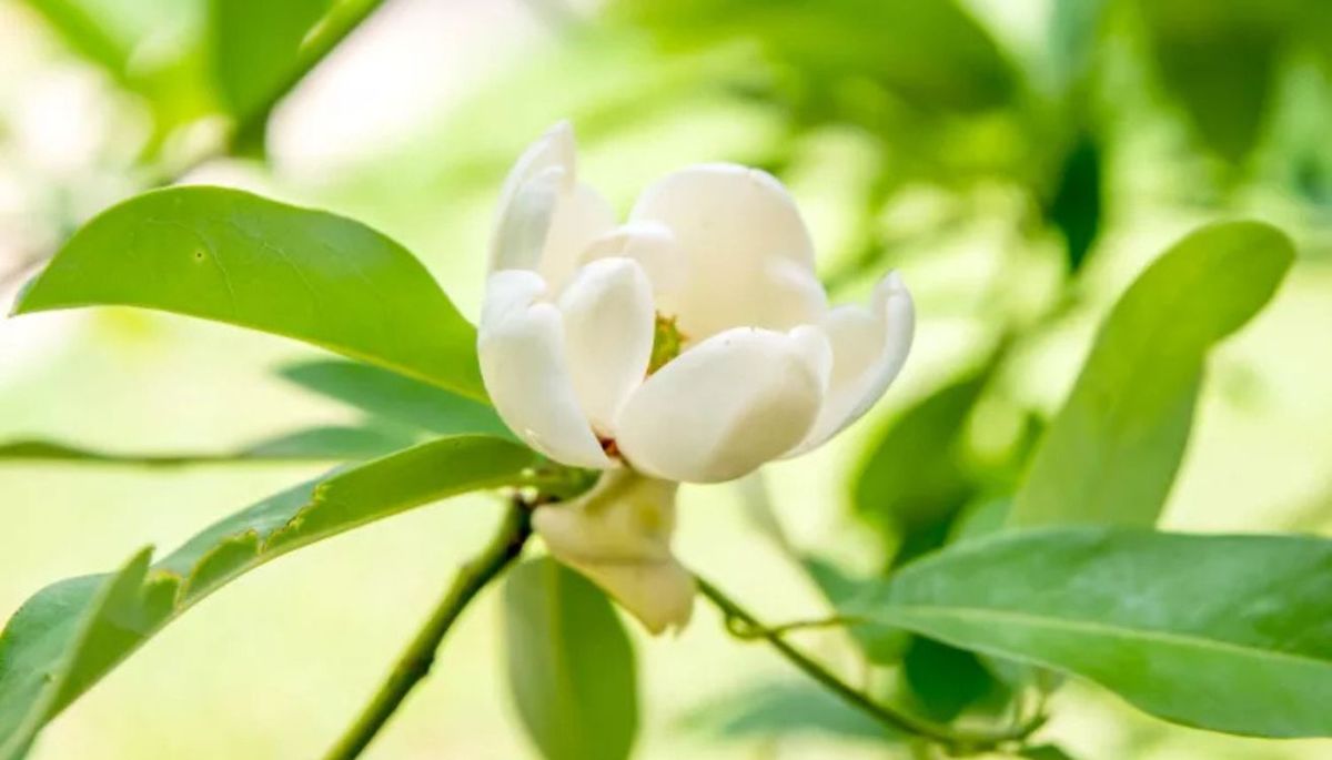 La Magnolia virginiana es un árbol de porte mediano. La Magnolia virginiana es un árbol de porte mediano.