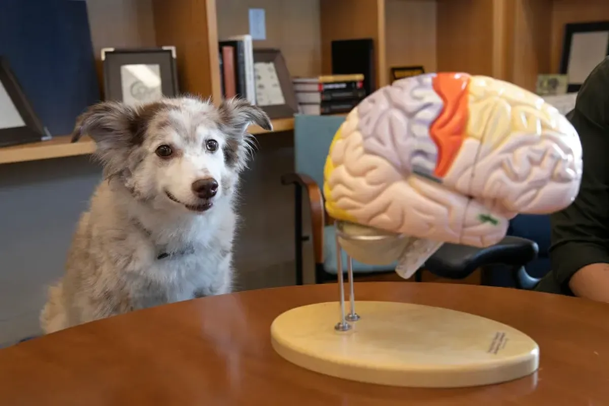 El cerebro de los perros cambió cuando comenzaron a vivir en sociedades sedentarias, según el nuevo estudio. Imagen: Harvard Gazette