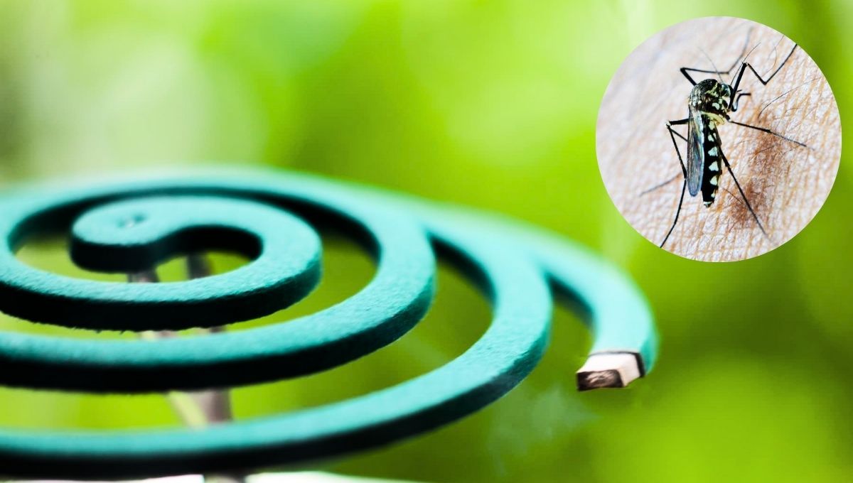 El espiral de los mosquitos puede ser reemplazado por una desconocida hierba