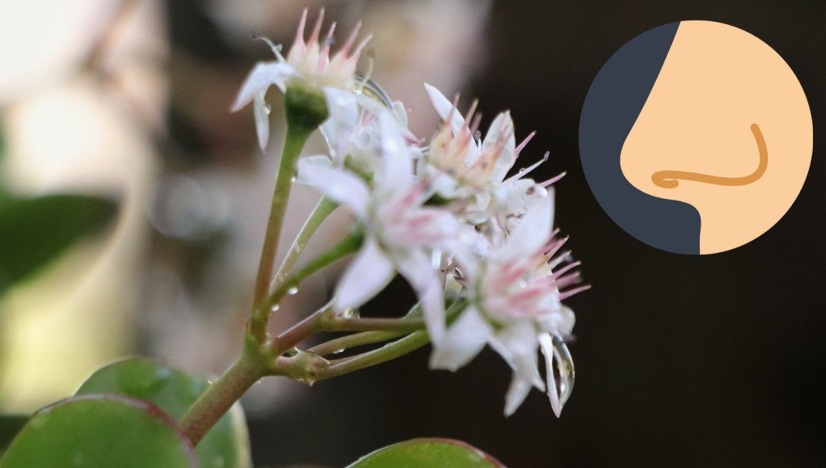 El truco para hacer florecer tu árbol de Jade y perfumar toda la casa
