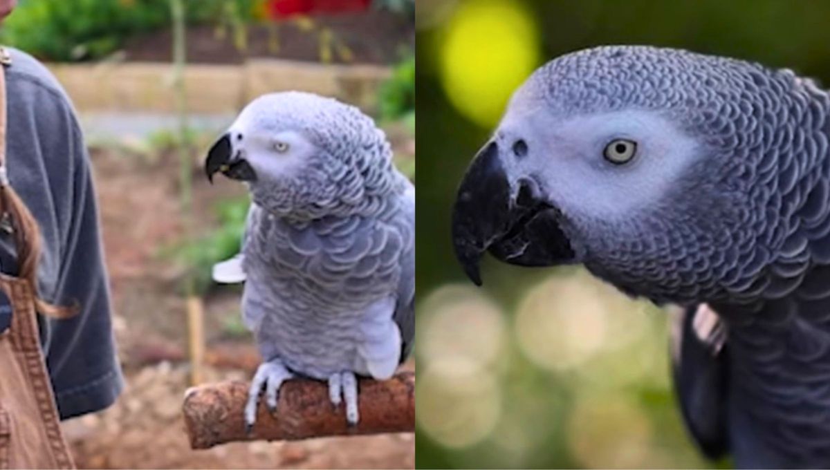 Einstein logró incorporar alrededor de 200 palabras y se convirtió en uno de los animales más famosos del zoológico. Einstein logró incorporar alrededor de 200 palabras y se convirtió en uno de los animales más famosos del zoológico.