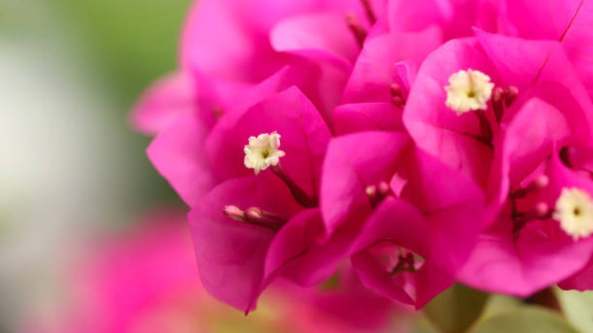 Santa Rita: descubre cómo potenciar el crecimiento de sus flores.