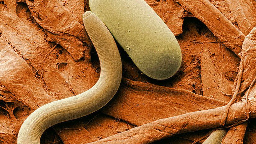Los gusanos regresan a la vida después de 42.000 años en el permafrost y pueden comer