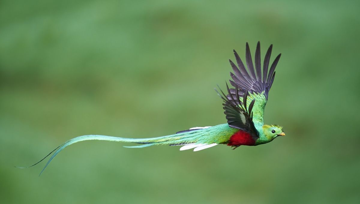 El pájaro más hermoso del mundo es nativo de América Latina