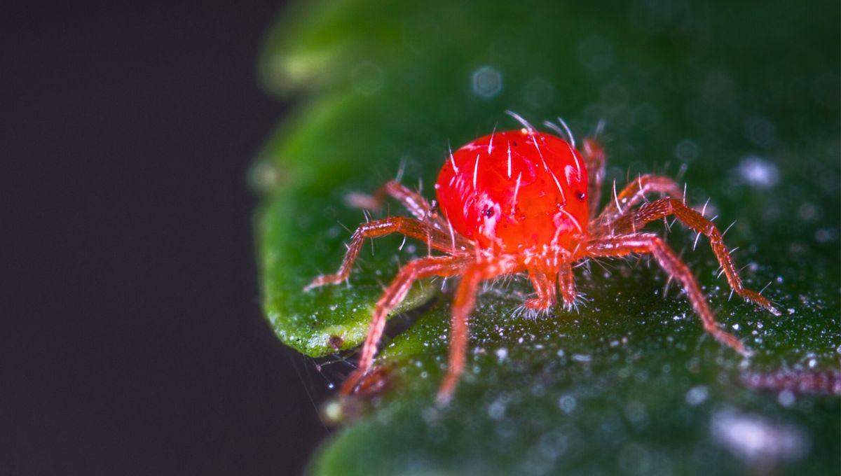 Cómo proteger a tus plantas de las plagas