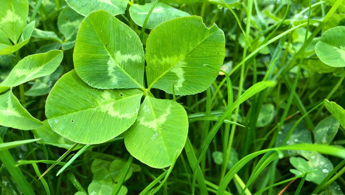 Solo uno de cada 10.000 tréboles desarrolla cuatro foliolos debido a una mutación genética específica y siempre una de las hojas es más pequeña.