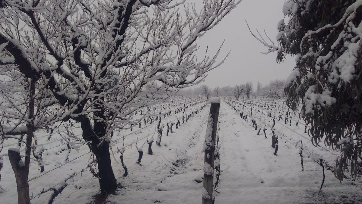 Finca Bourguet, San Carlos.