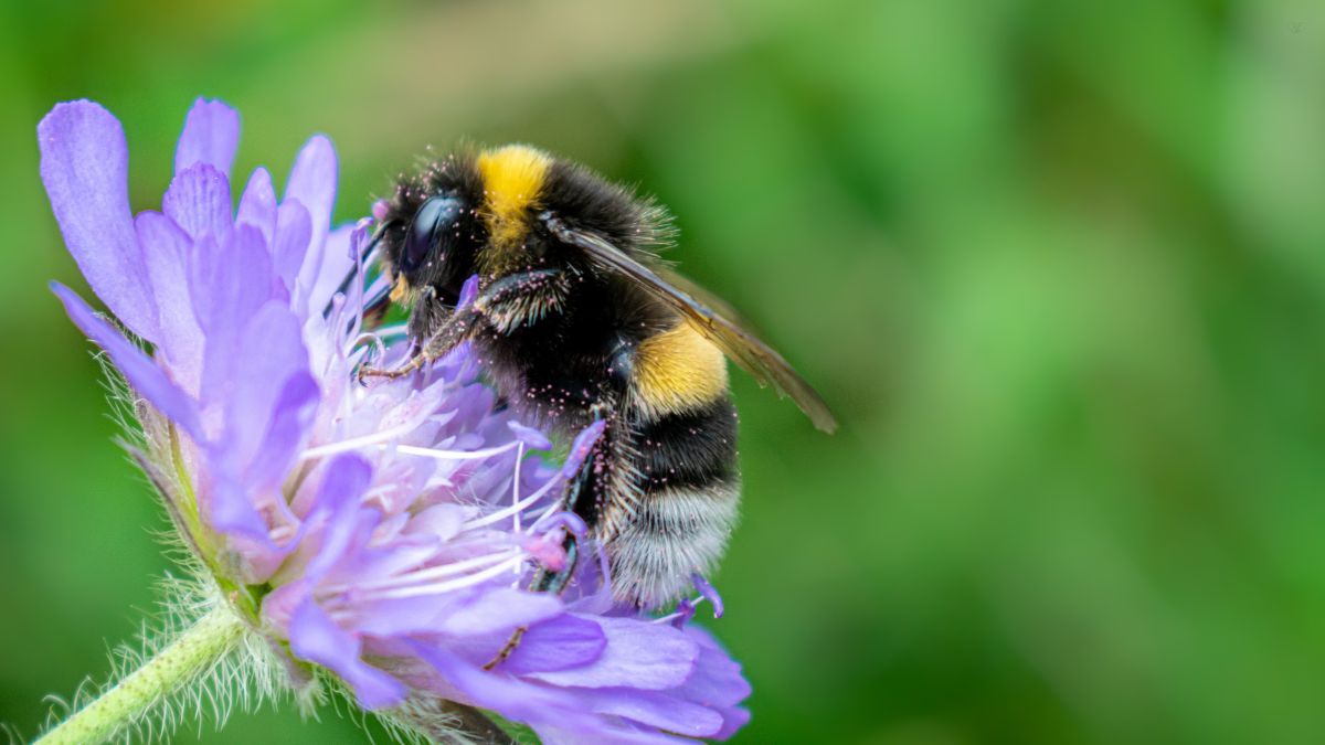 ¿Qué significa que una abeja aparezca en tu jardín?