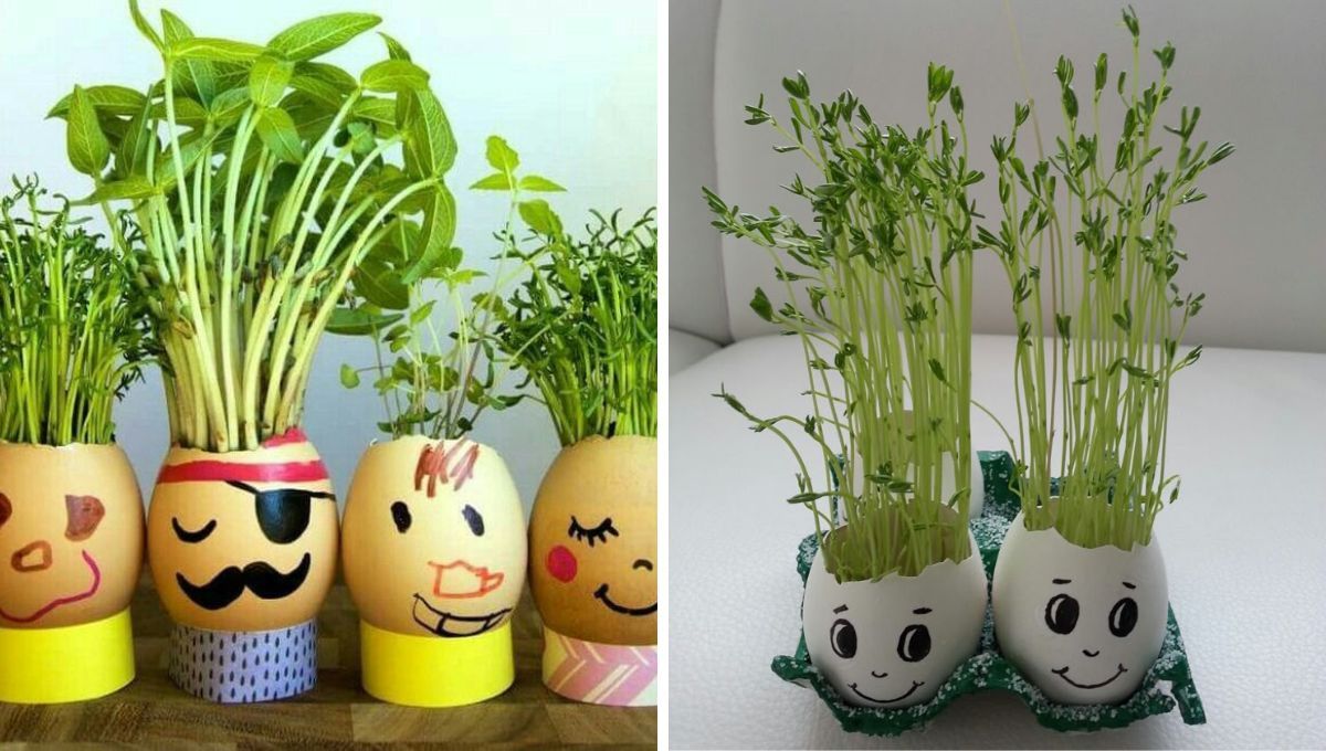 Cáscaras de huevo. Cáscaras de huevo.