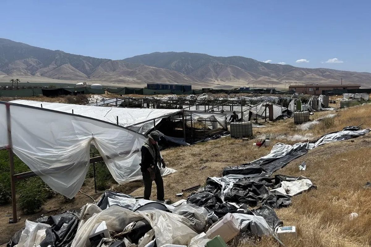 Fotografía cedida donde se muestra uno de los campos de cannabis intervenidos por las autoridades en el Valle Central de California (Estados Unidos). Crédito: EFE/ Oficina Gobernador California. Fotografía cedida donde se muestra uno de los campos de cannabis intervenidos por las autoridades en el Valle Central de California (Estados Unidos). Crédito: EFE/ Oficina Gobernador California.