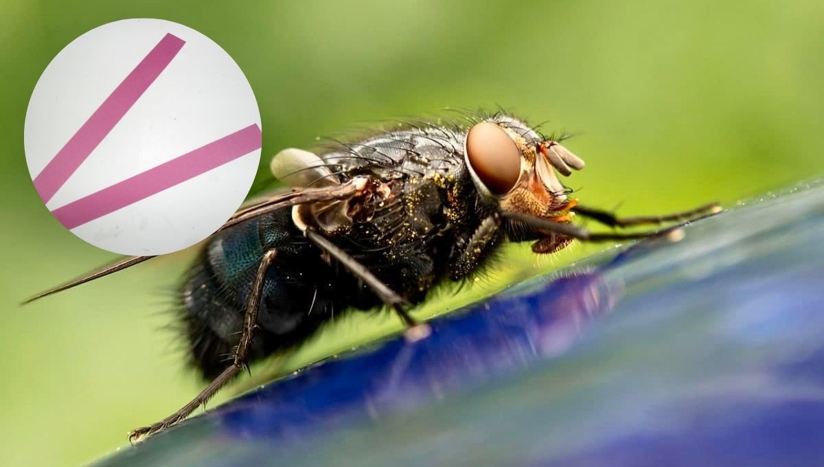 Cómo eliminar a las moscas de tu casa usando una cartulina: trampa casera en menos de 5 minutos