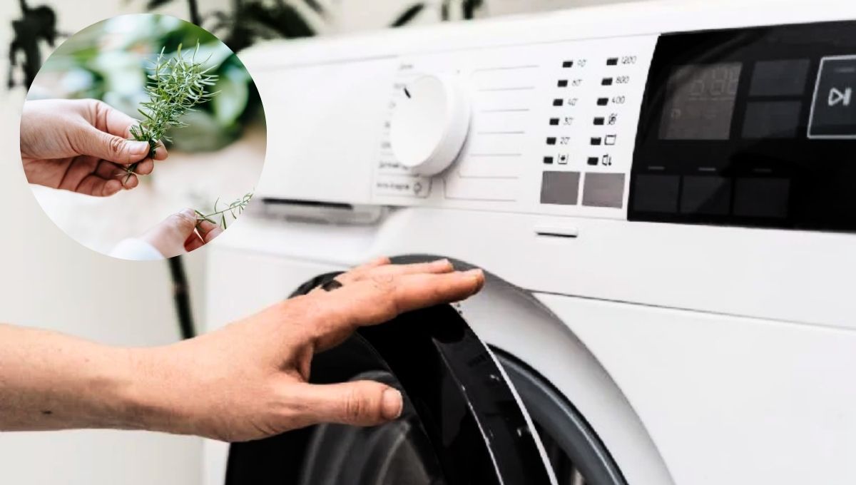 La planta de romero puede ayudar a mejorar la fragancia de tus prendas