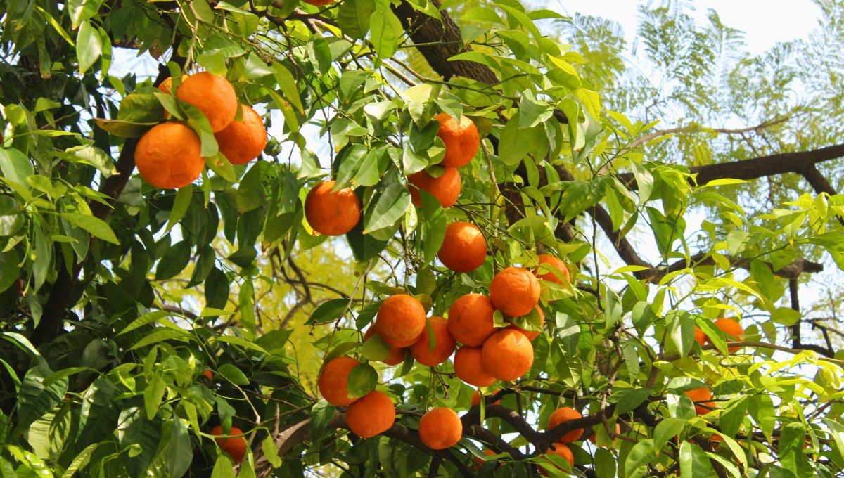Cuánto tarda un árbol de naranjo en dar frutos una vez plantado: no es ni un mes ni un año