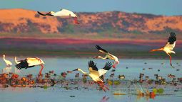 Grullas siberianas rozan la superficie del lago Poyang, en la provincia de Jiangxi. PARA USO DE CHINA DAILY.