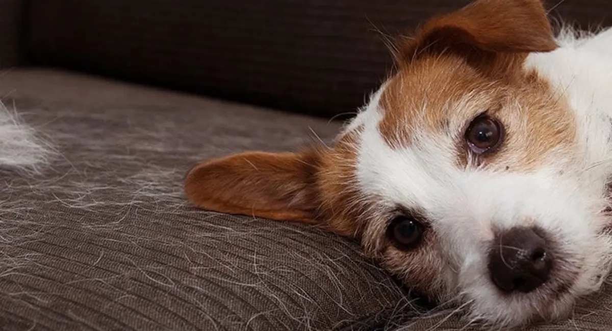 Las mascotas pueden dejar muchos pelos en los muebles.