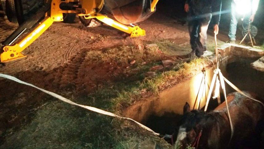 Rescataron un caballo que se había caído a una cisterna en  el distrito de Montecaseros