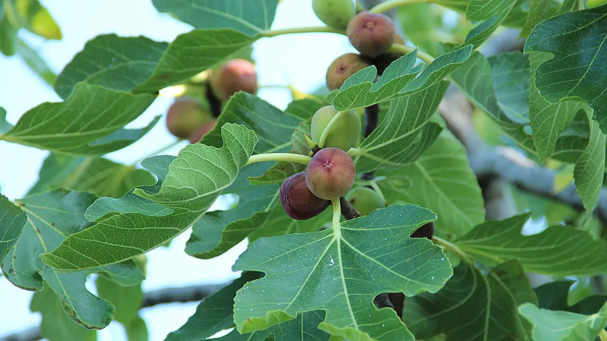 La higuera es un árbol que lo mejor es no tenerlo en la casa. La higuera es un árbol que lo mejor es no tenerlo en la casa.