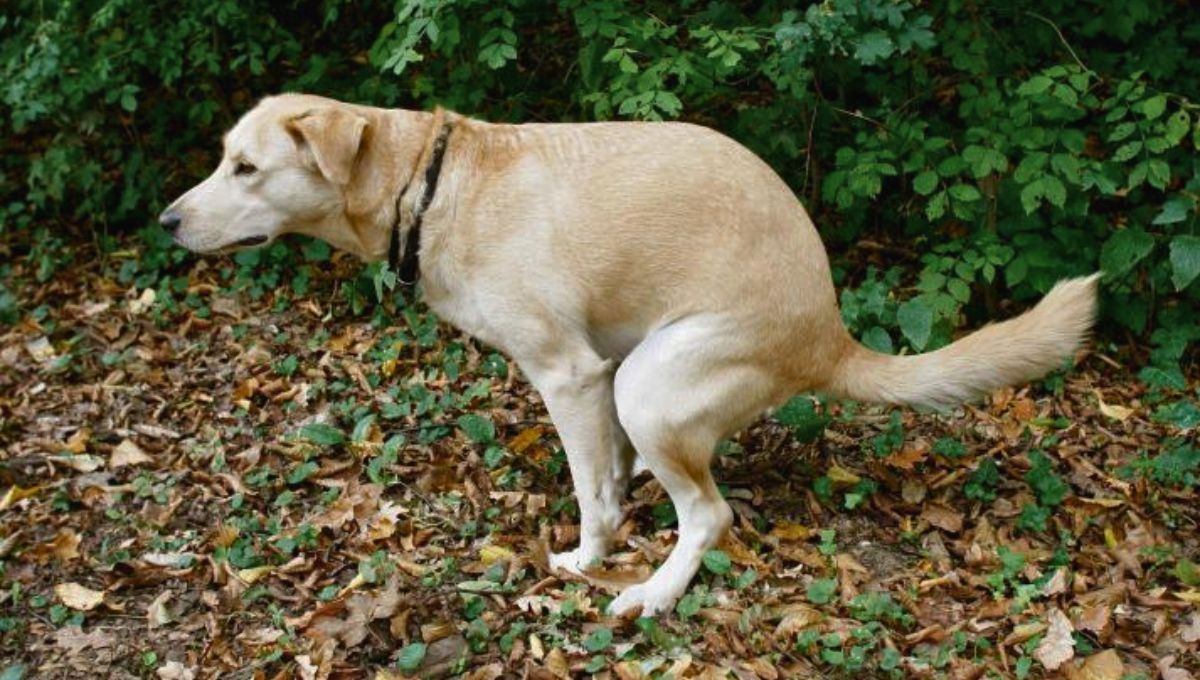 Qué significa que tu perro no pueda defecar durante días y cuándo acudir al veterinario