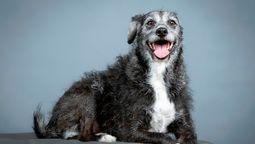 Una vez alcanzada la vejez, es deseable ajustar las visitas al veterinario.&nbsp;