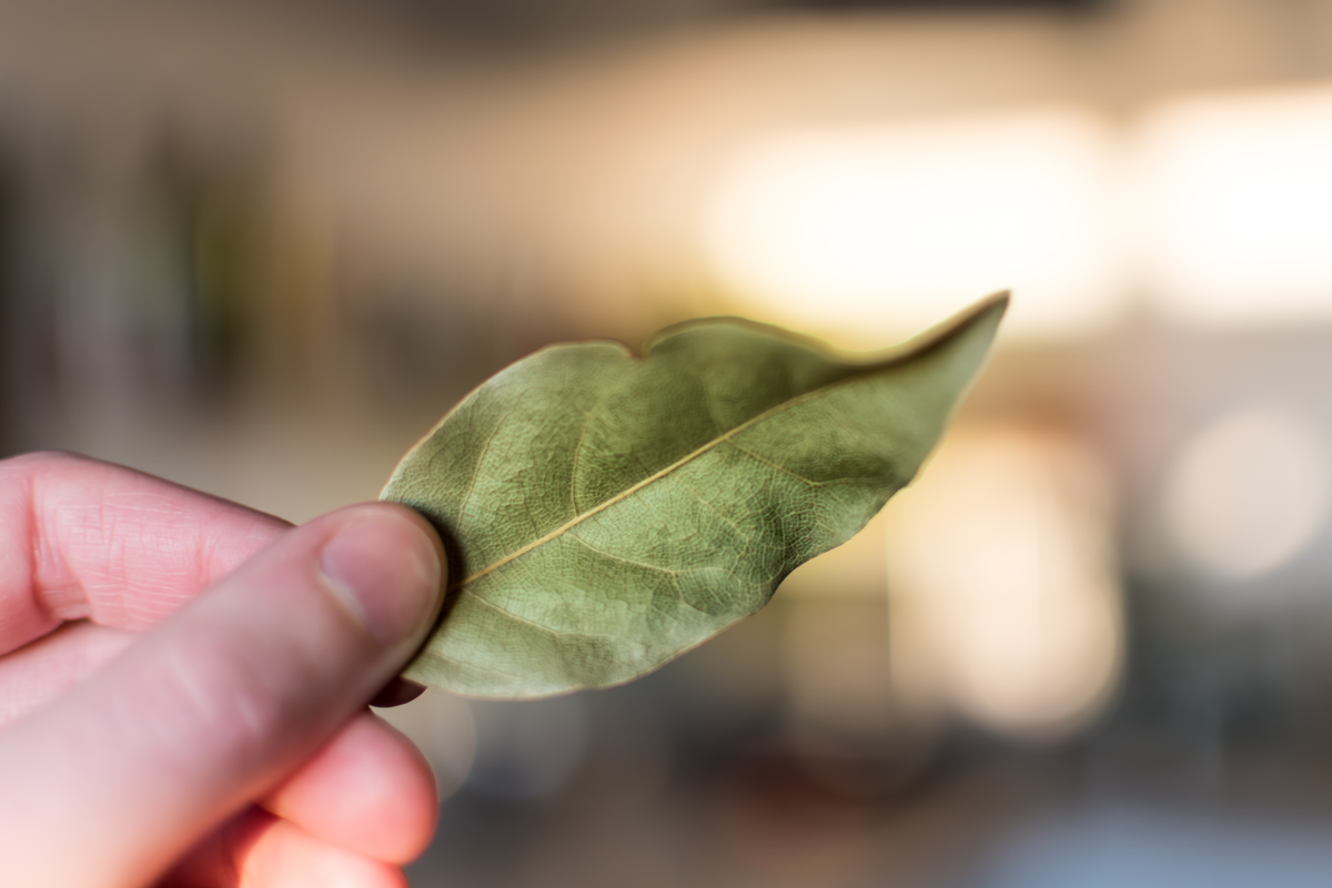 El ritual del laurel en el árbol de Navidad para atraer abundancia y dinero. El ritual del laurel en el árbol de Navidad para atraer abundancia y dinero.