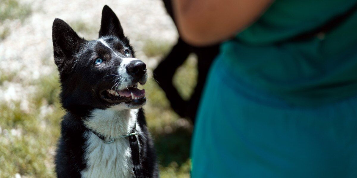 Con los trucos de adiestramiento, mejoras el vínculo con tu mascota. Con los trucos de adiestramiento, mejoras el vínculo con tu mascota. 